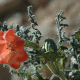 Detalle flor. Belén, XV región
