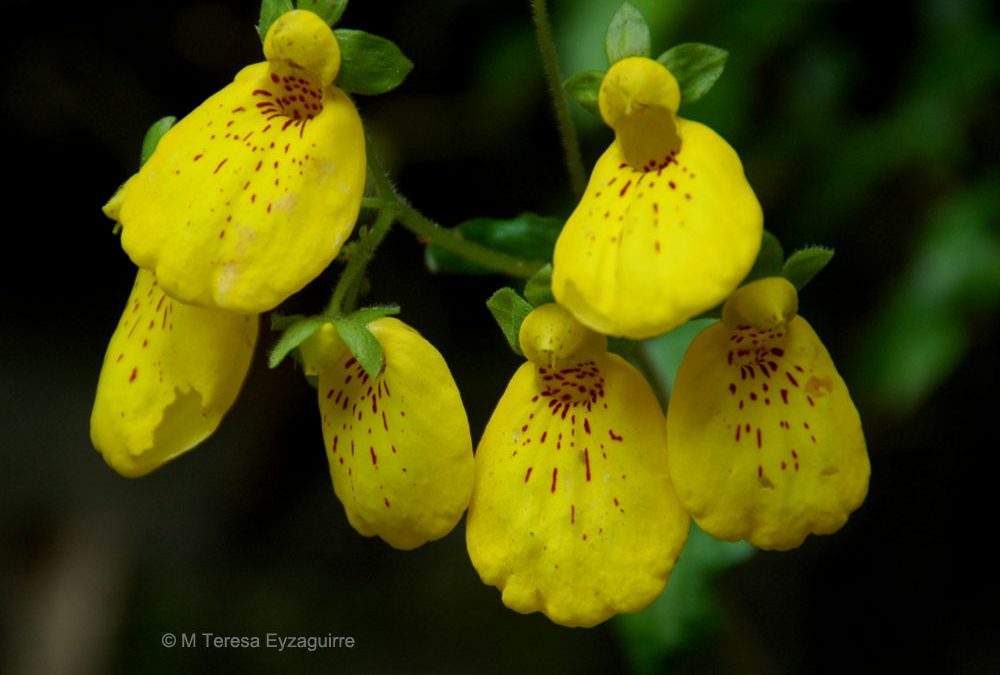 Flores