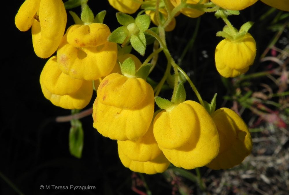 Calceolaria dentata ssp araucana