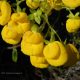 Calceolaria dentata ssp araucana