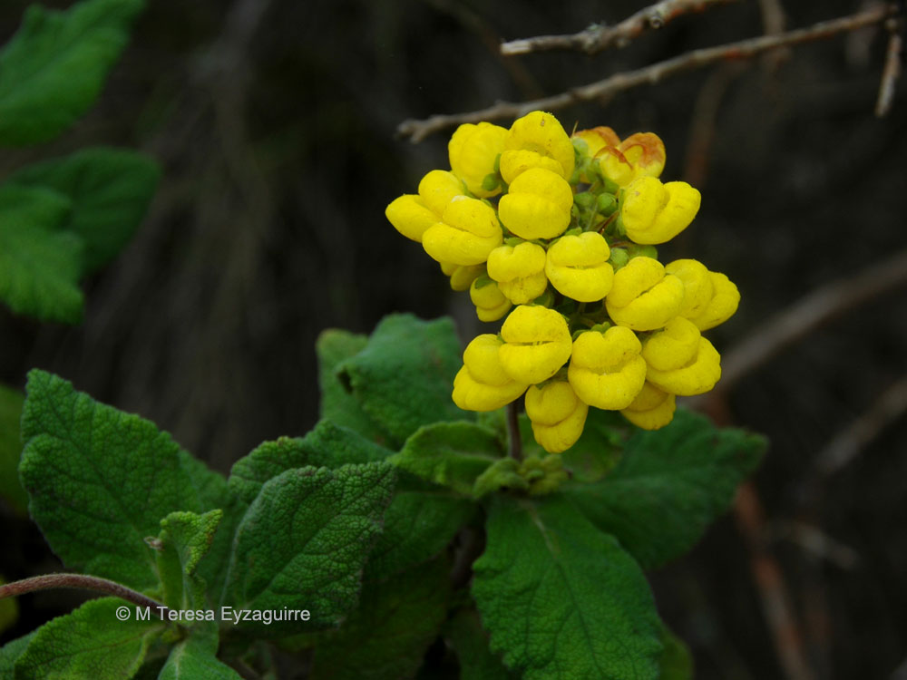 Calceolaria georgiana