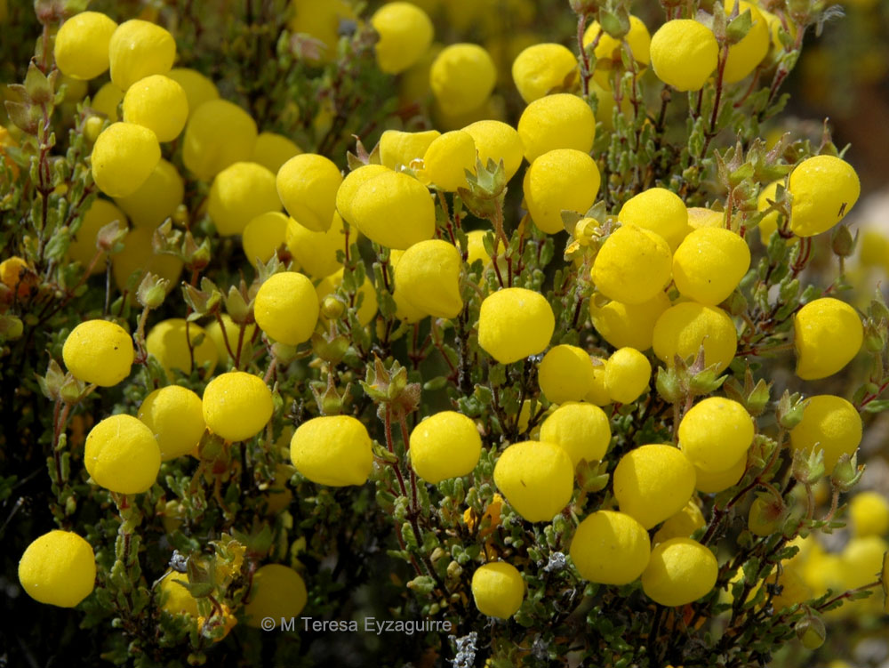 Calceolaria inamoena