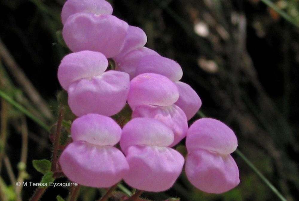 Flores