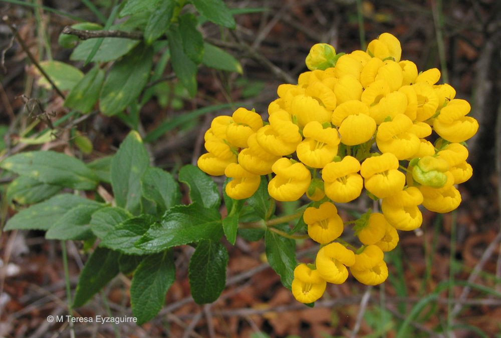 Inflorescencia, Apalta, VI región