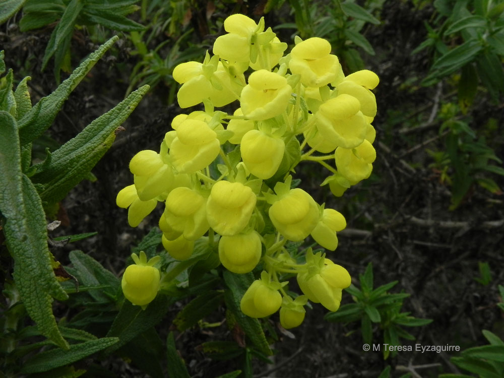 Calceolaria morisii