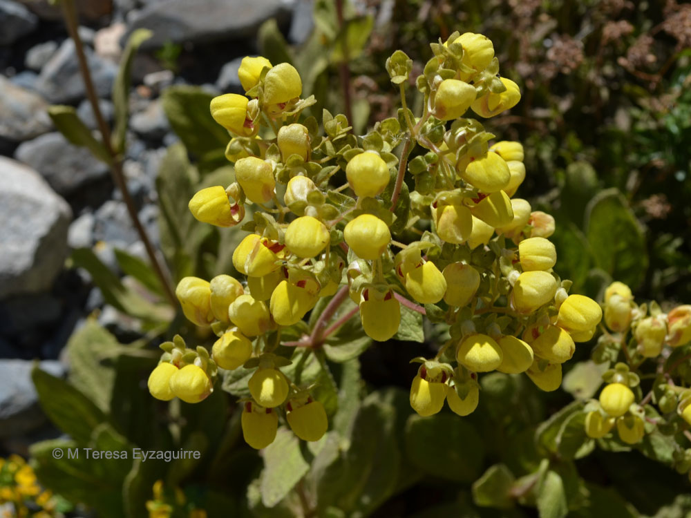 Calceolaria paralia
