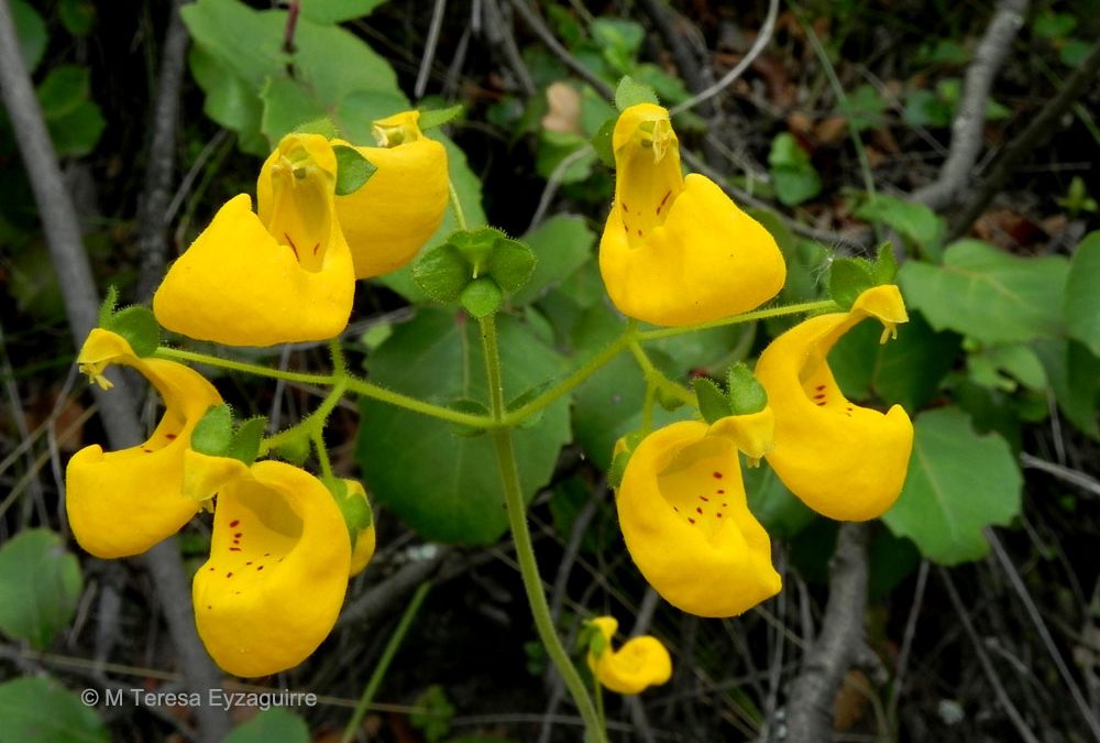 Flores, RN Roblería del Cobre de Loncha, Región Metropolitana