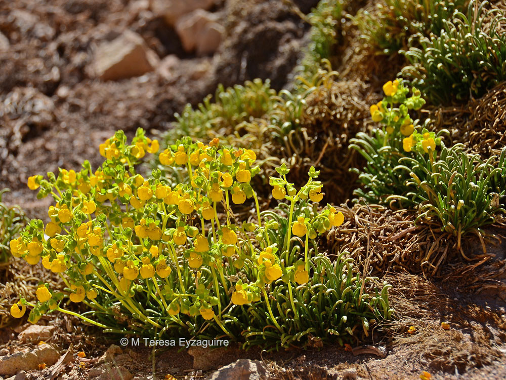 Calceolaria pinifolia
