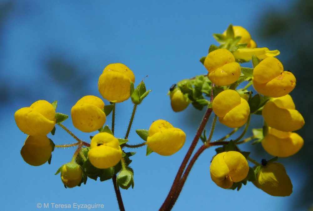 Flores