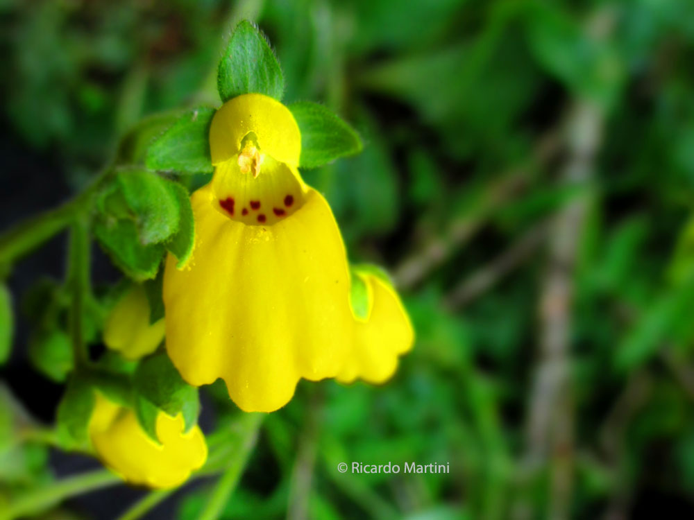 Calceolaria aiseniana