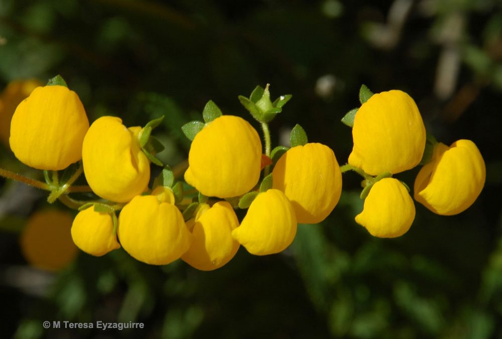 Flores