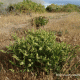 Chiropetalum berterianum var. berterianum