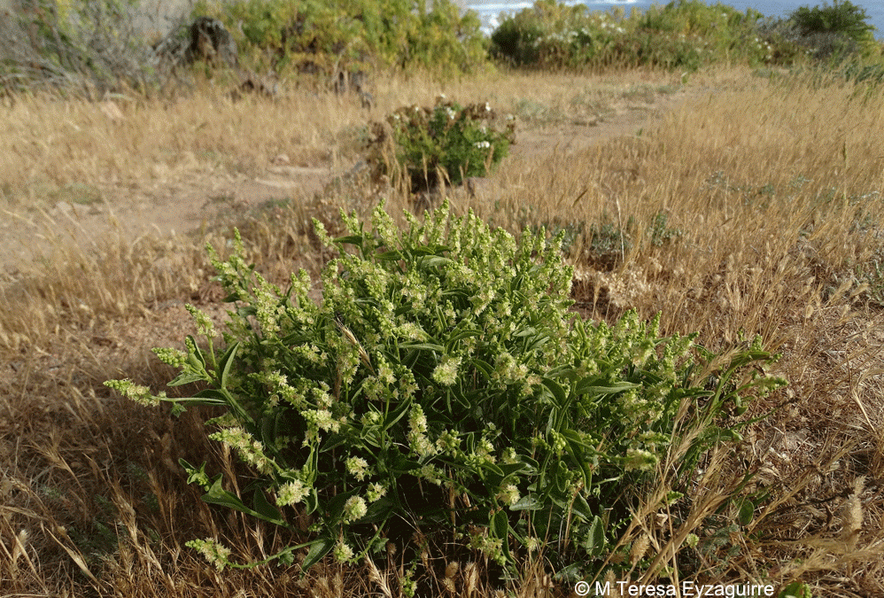 Chiropetalum berterianum var. berterianum