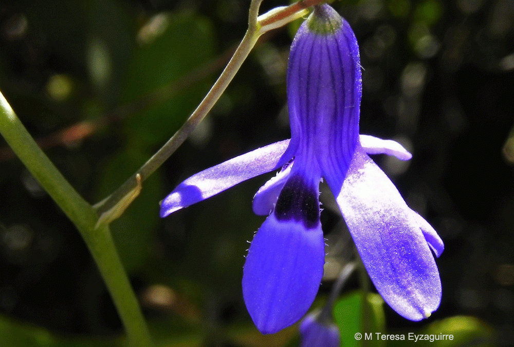 Flor con mancha intensa, RN Río Clarillo, Región Metropolitana