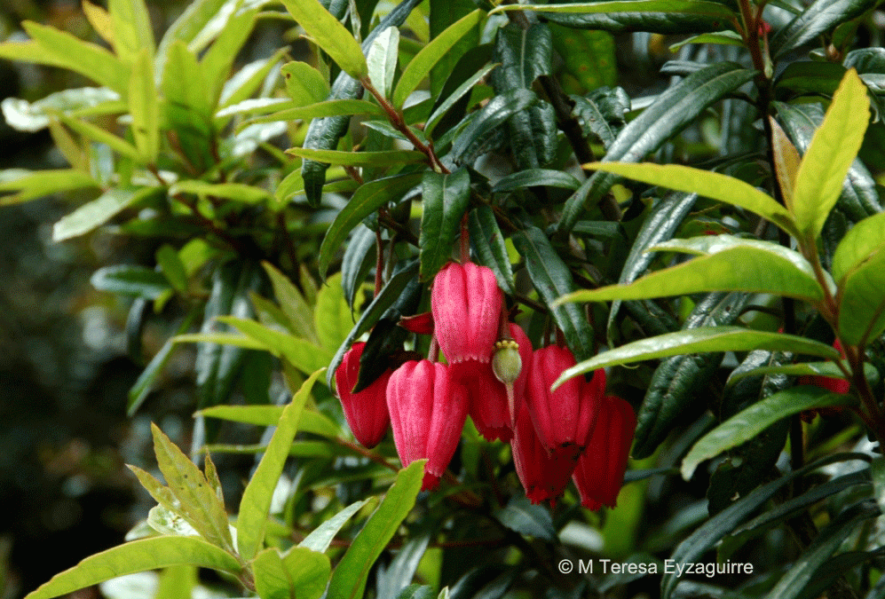 Hojas y flores. Chiloé, X región
