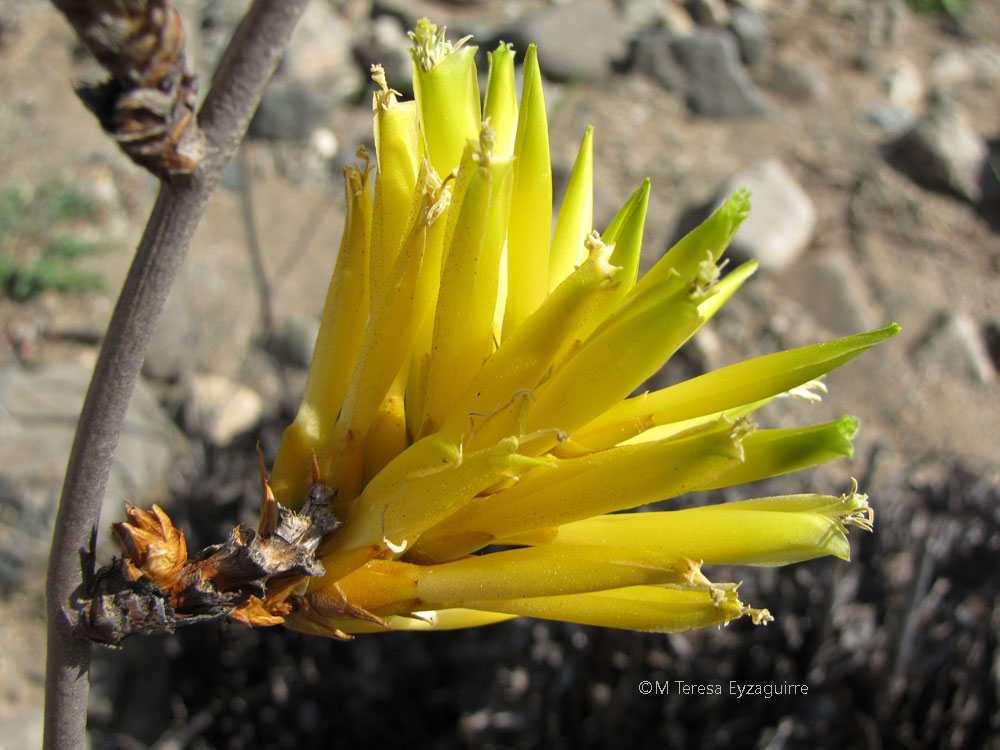 Deuterocohnia chrysantha