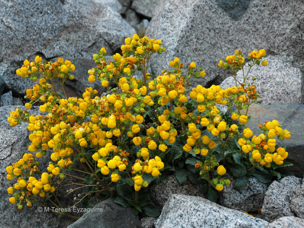 Calceolaria andina