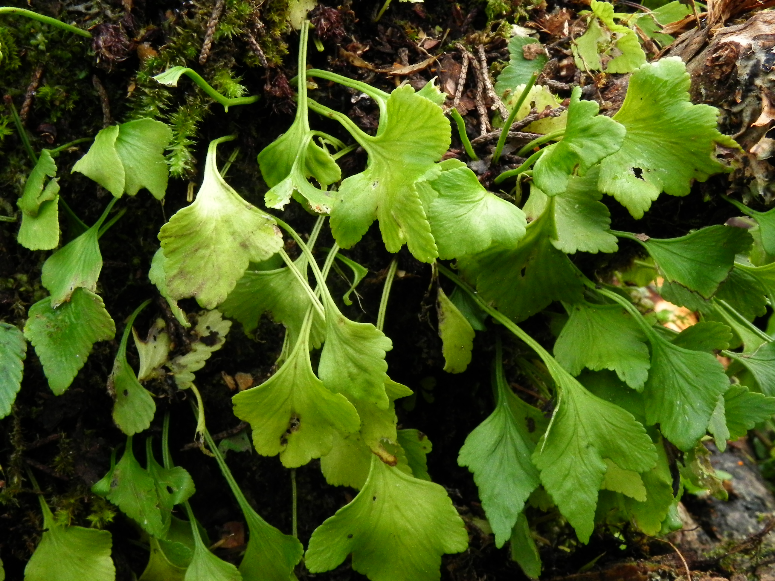 Asplenium trilobum