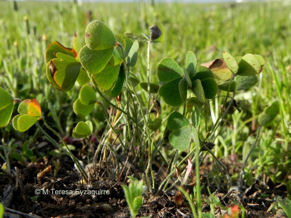 Marsilea mollis