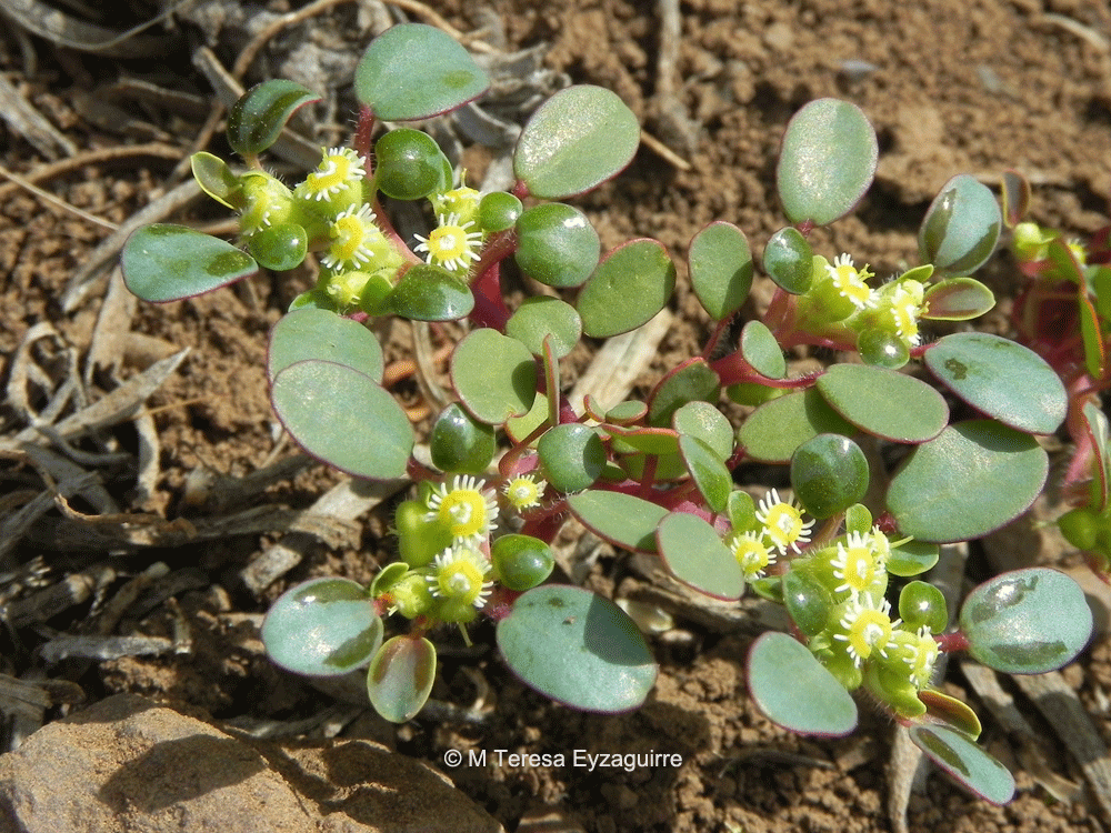 Euphorbia germanii