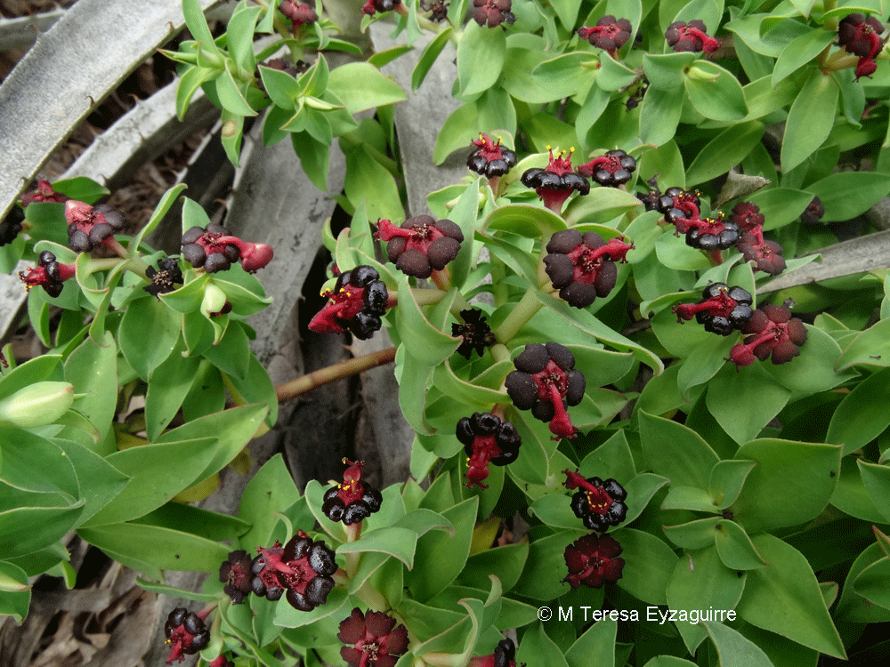 Euphorbia portulacoides var. portulacoides