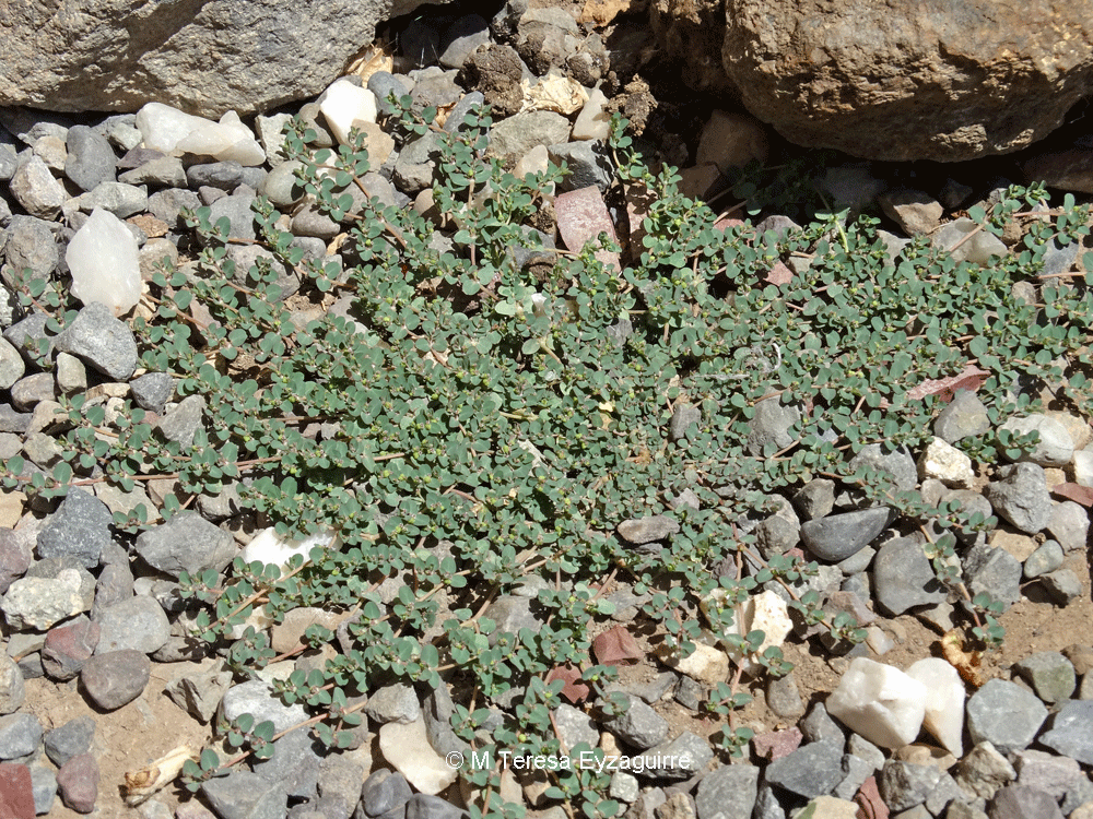 Euphorbia serpens var. serpens