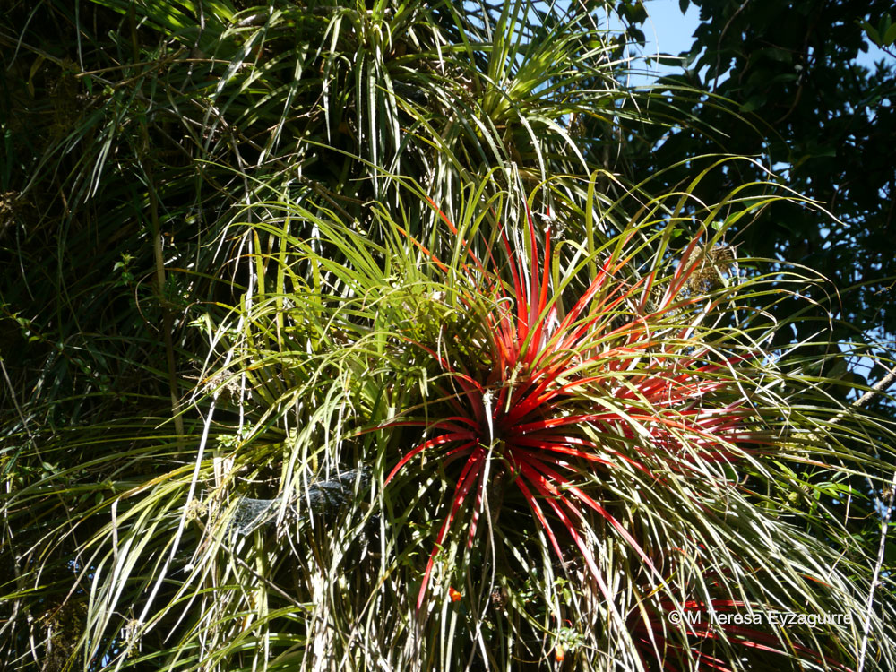Fascicularia bicolor ssp canaliculata