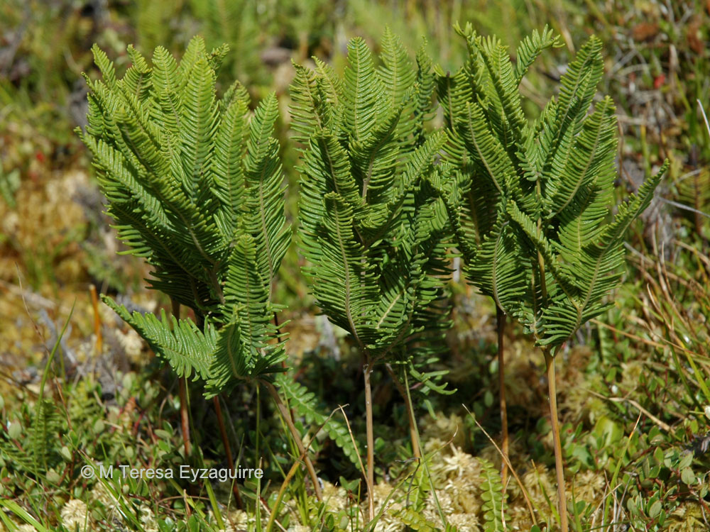 Sticherus cryptocarpus