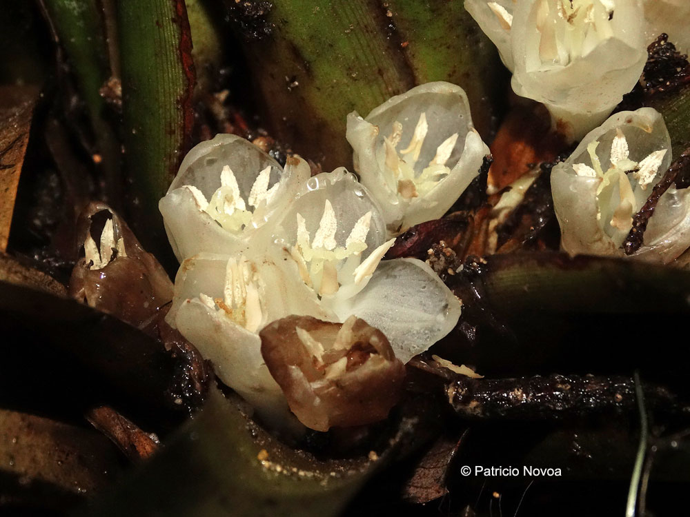 Greigia pearcei