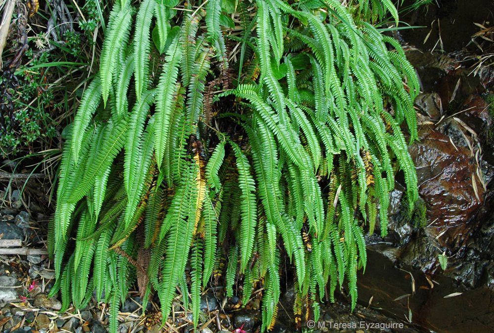 Hábito, Aysén
