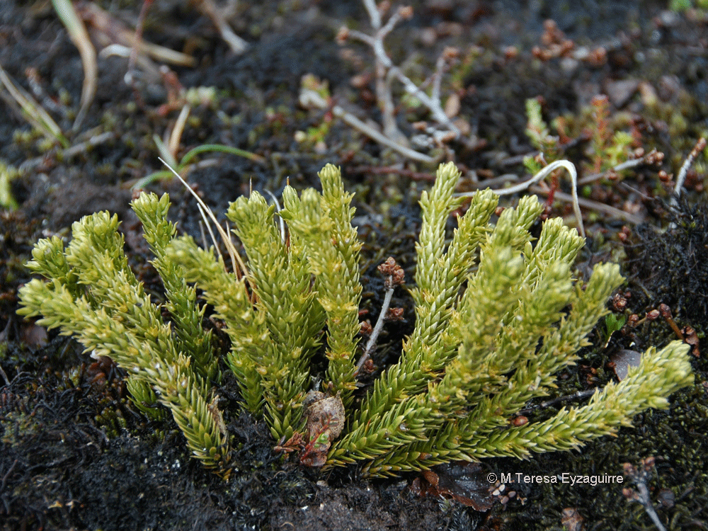 Huperzia fuegiana