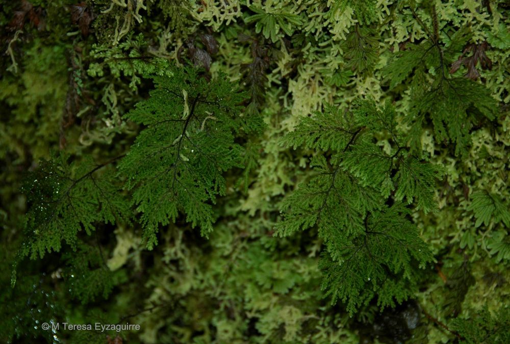 Parque Tantauco, sector Chaiguata, isla de Chiloé, X región