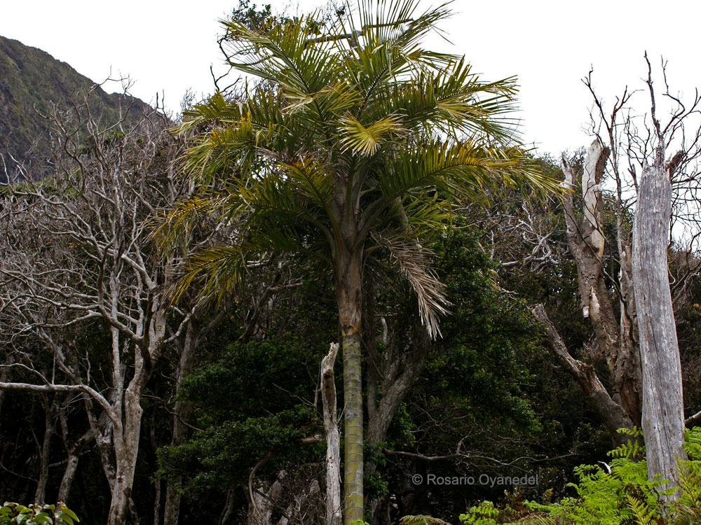 Juania australis
