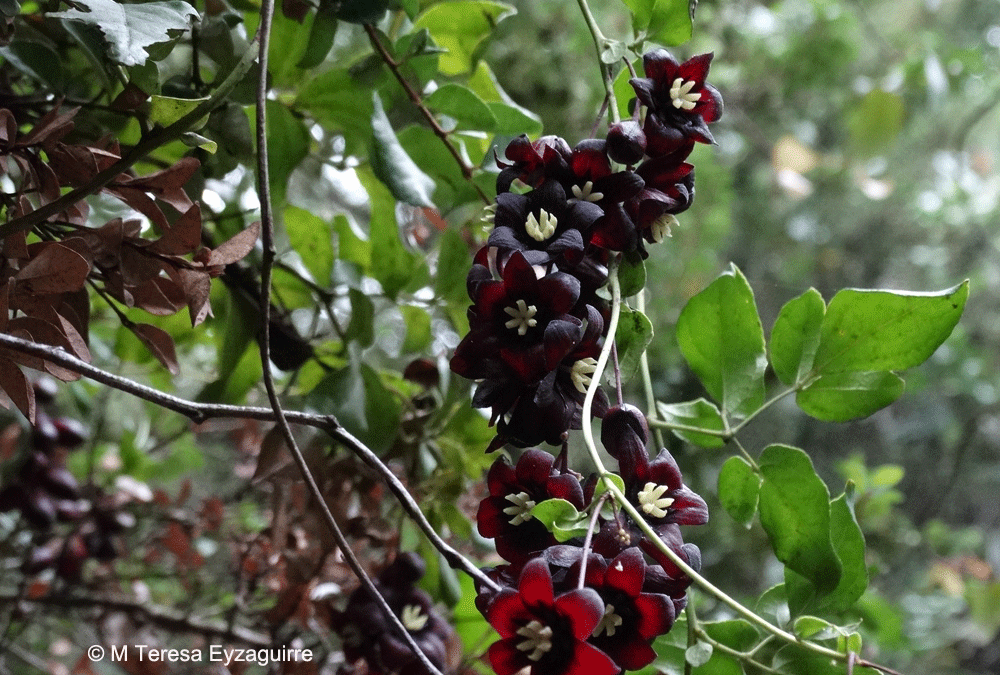 Racimos de flores masculinas. PN La Campana, Granizo, V R