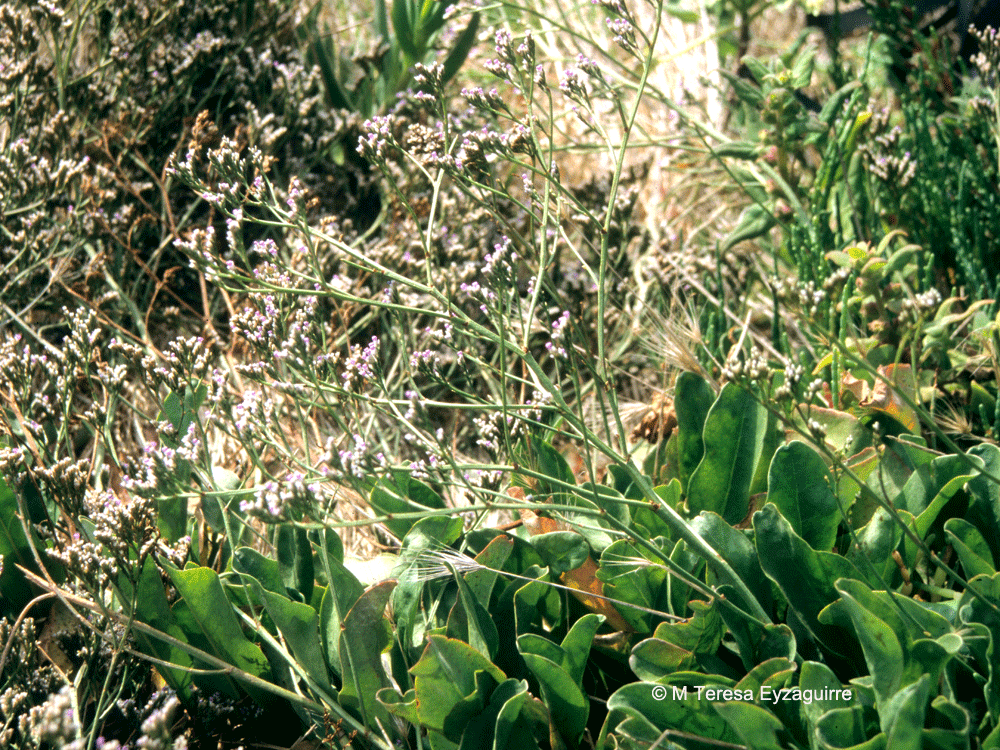 Limonium guaicuru