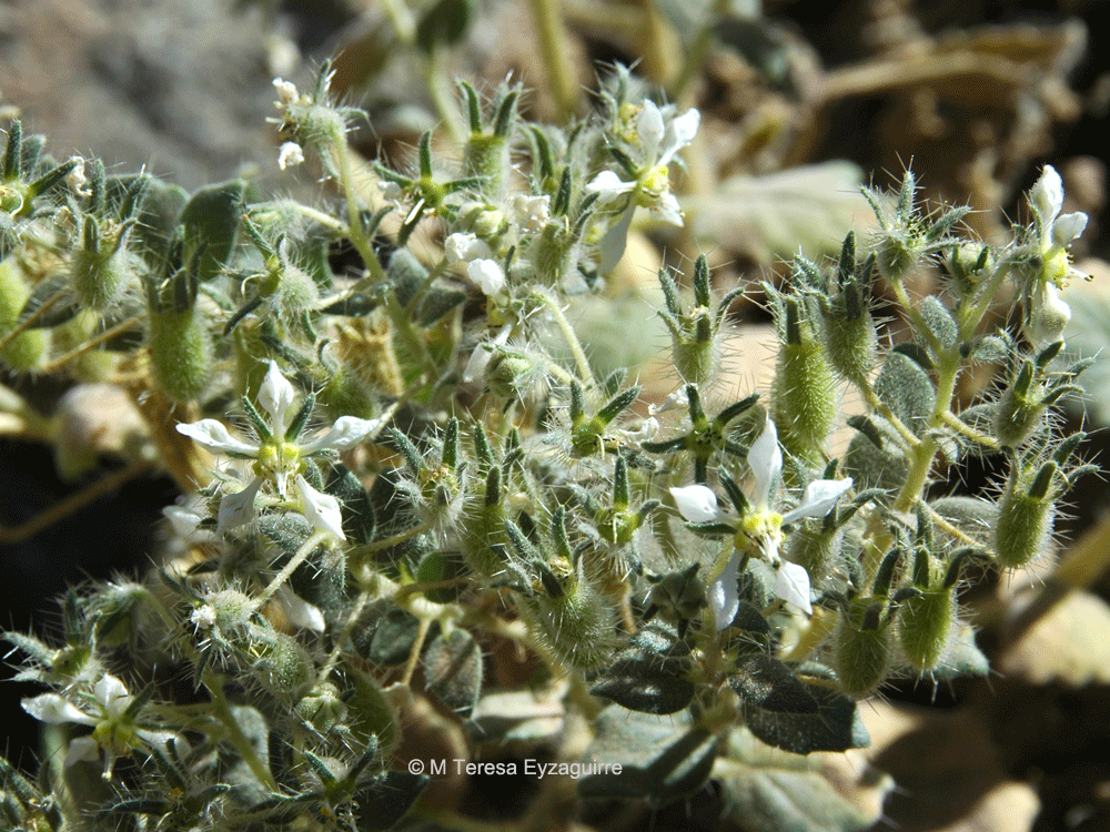 Presliophytum malesherbioides