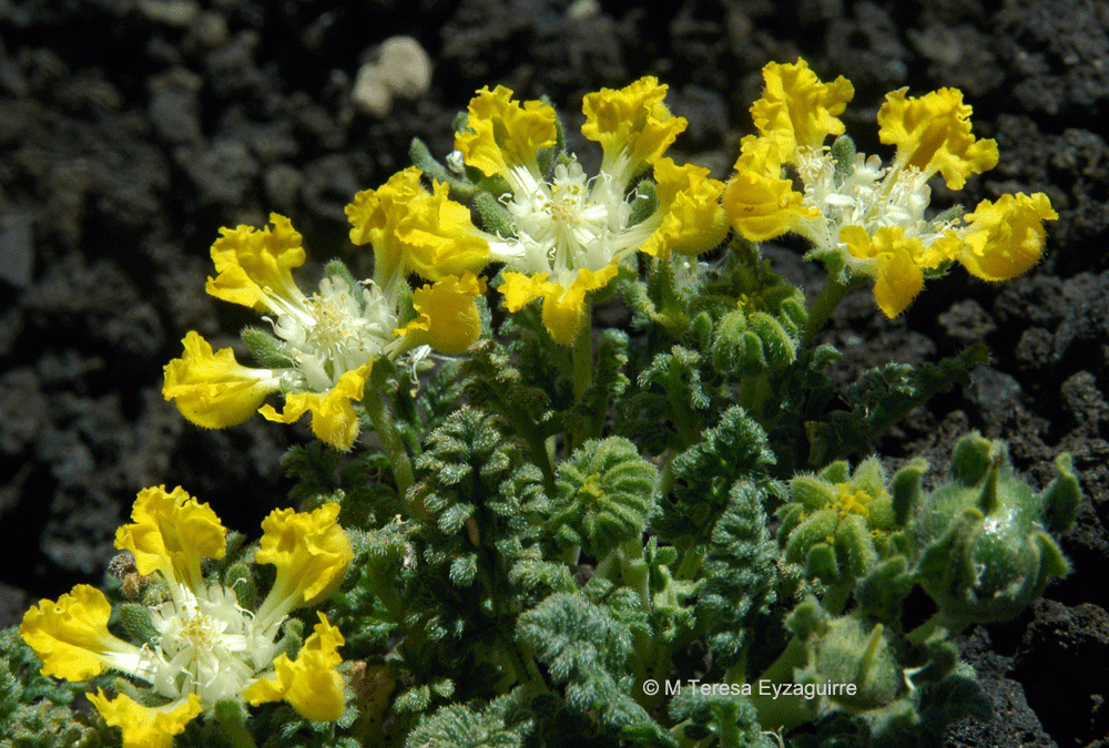 Flores. Reserva Nacional Malalcahuello, IX región