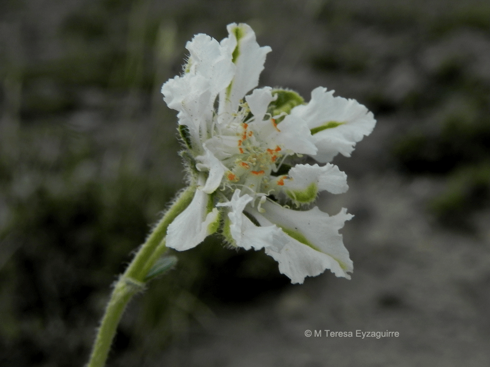 Pinnasa pinnatifida