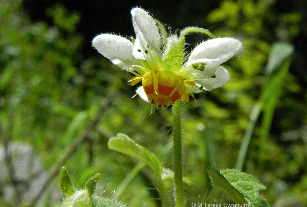 Flor. Cuesta El Melón, V región
