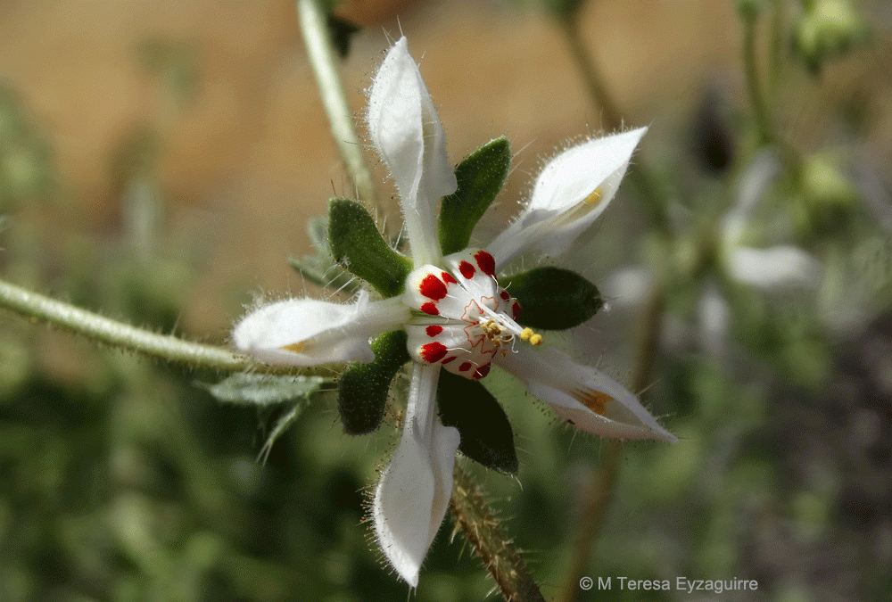 Detalle flor. Pedernales, V región