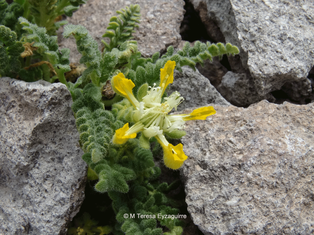 Loasa caespitosa