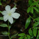 Detalle flor. Río Mosco, XI región