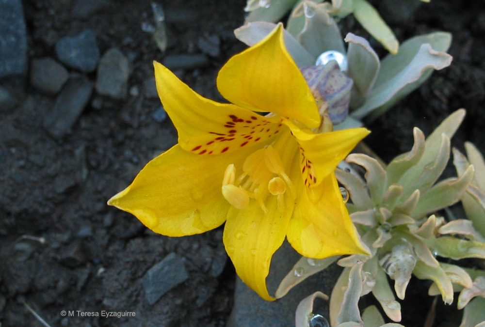 Flor