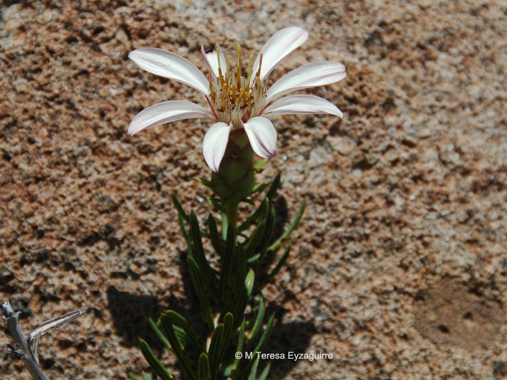Mutisia acerosa