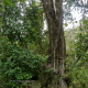 Bosque húmedo. Cajón del río Achibueno, VII región