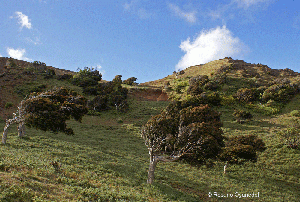 Bosque degradado. Rebanales, Robinson Crusoe