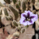 Detalle flor. Quebrada El Cobre, II región