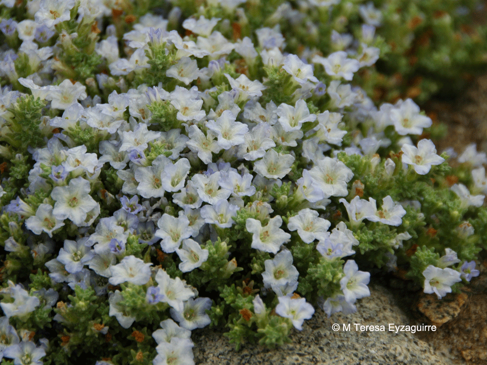 Nolana diffusa