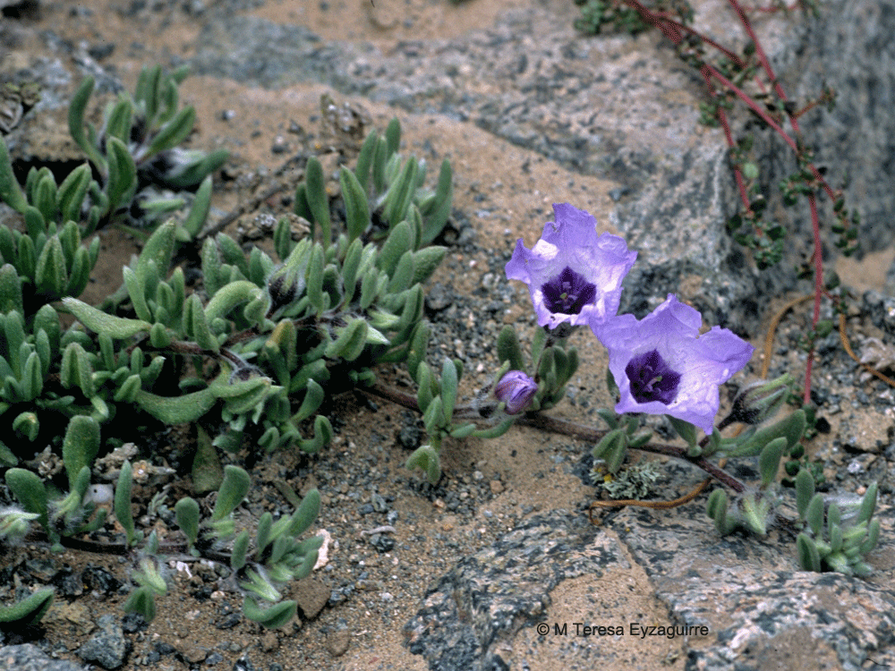 Nolana intonsa