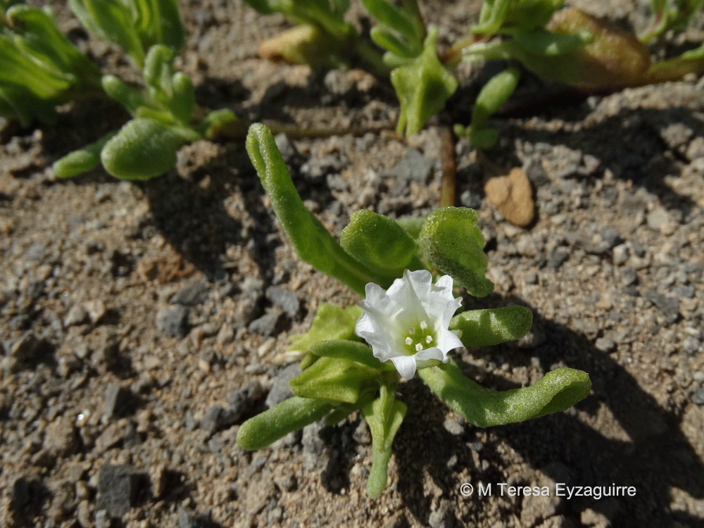 Nolana parviflora